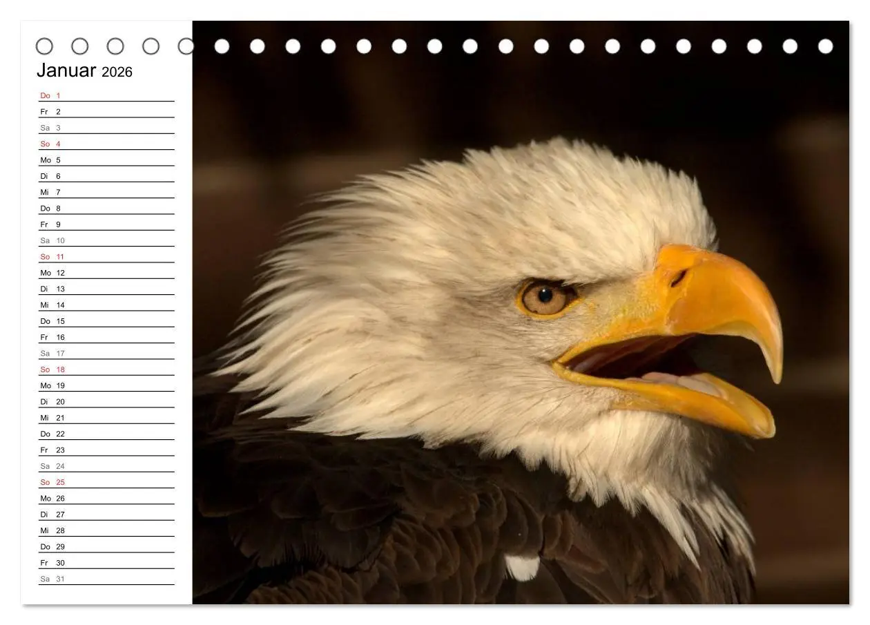 Bild: 9783457997758 | Der Weißkopfseeadler (Tischkalender 2026 DIN A5 quer), CALVENDO...