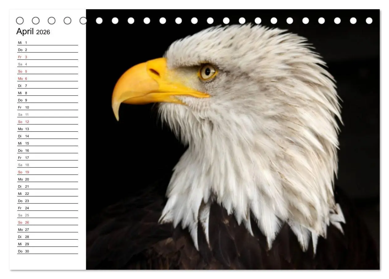 Bild: 9783457997758 | Der Weißkopfseeadler (Tischkalender 2026 DIN A5 quer), CALVENDO...