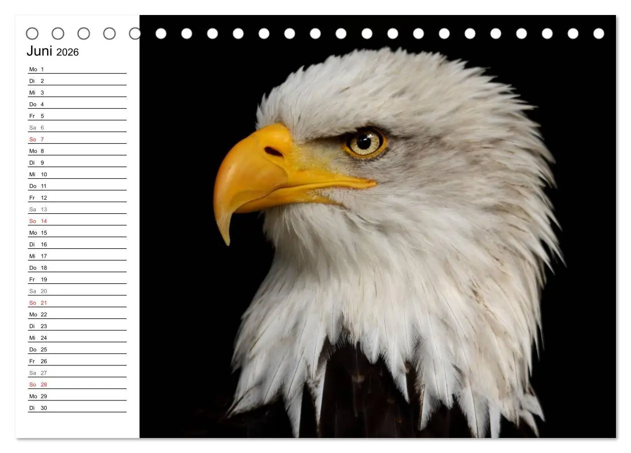 Bild: 9783457997758 | Der Weißkopfseeadler (Tischkalender 2026 DIN A5 quer), CALVENDO...