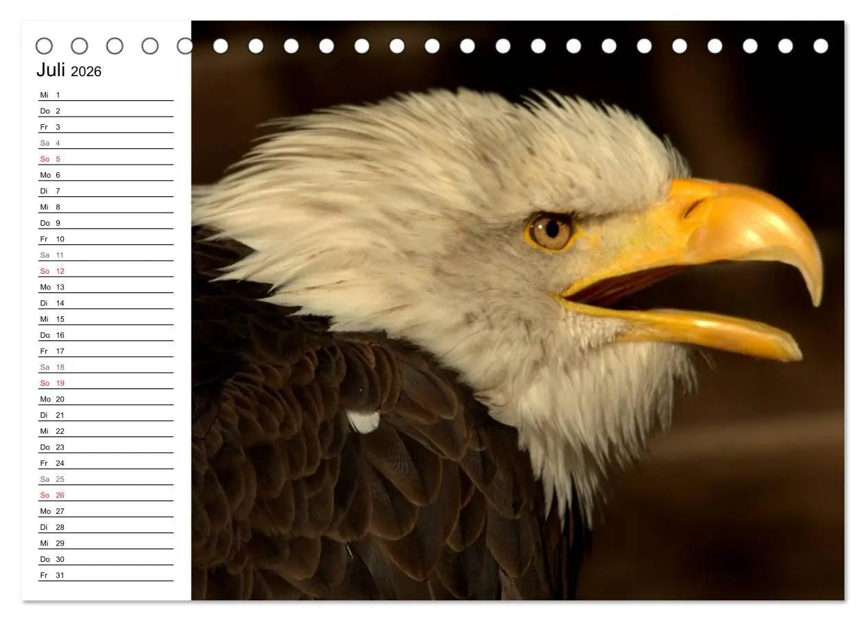 Bild: 9783457997758 | Der Weißkopfseeadler (Tischkalender 2026 DIN A5 quer), CALVENDO...