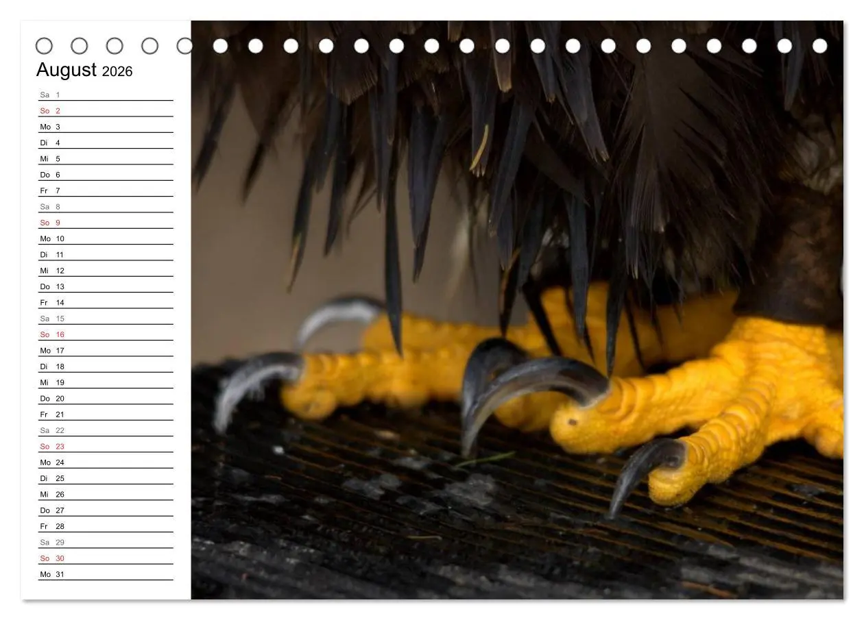Bild: 9783457997758 | Der Weißkopfseeadler (Tischkalender 2026 DIN A5 quer), CALVENDO...