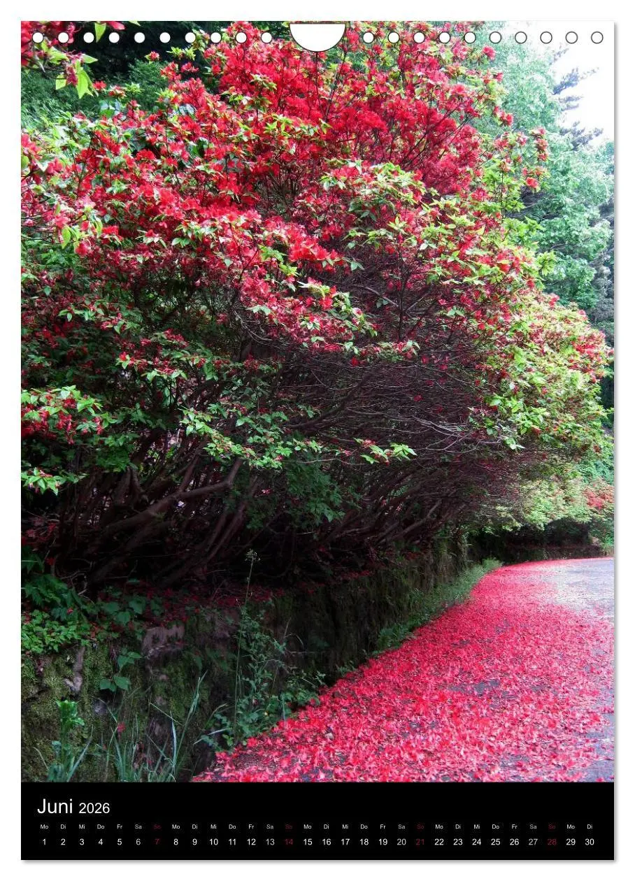 Bild: 9783516467758 | Südkorea - Impressionen (Wandkalender 2026 DIN A4 hoch), CALVENDO...