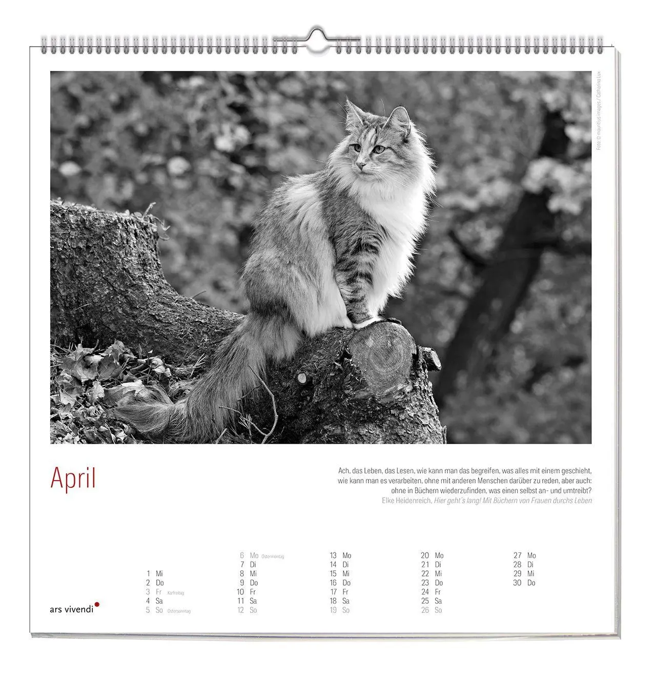 Bild: 9783747207758 | Der grosse literarische Katzen Kalender 2027 | Wandkalender | Ars