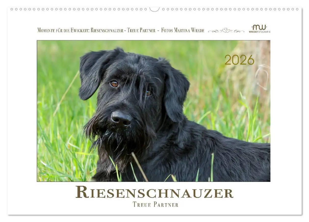 Cover: 9783457297858 | Riesenschnauzer - Treue Partner (Wandkalender 2026 DIN A2 quer),...