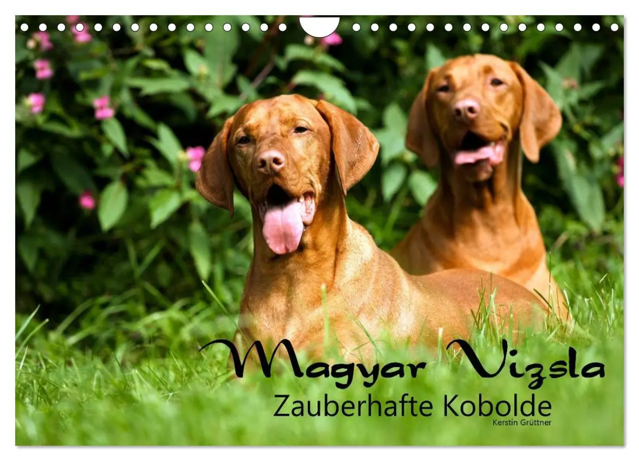 Cover: 9783457987858 | Magyar Vizsla - Zauberhafte Kobolde (Wandkalender 2026 DIN A4...