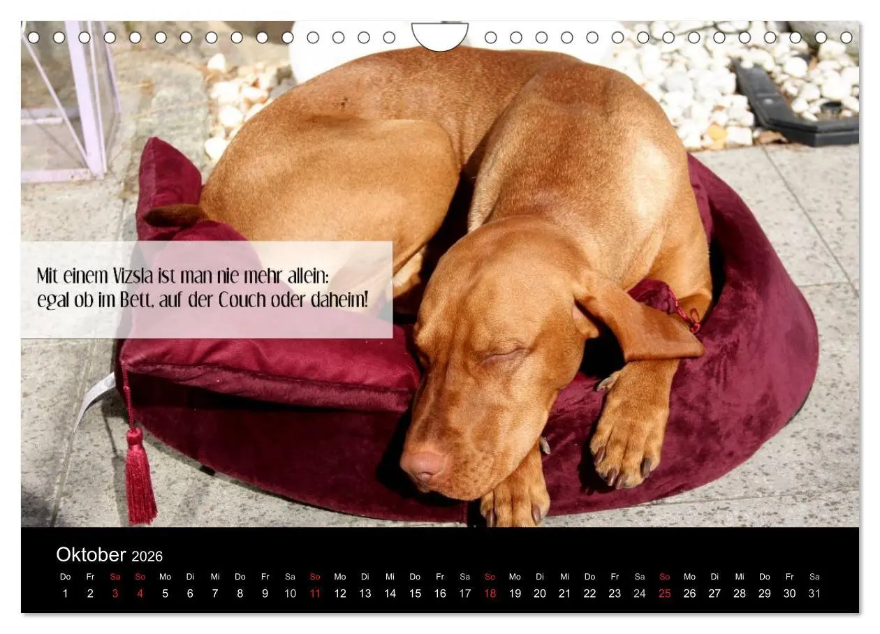 Bild: 9783457987858 | Magyar Vizsla - Zauberhafte Kobolde (Wandkalender 2026 DIN A4...