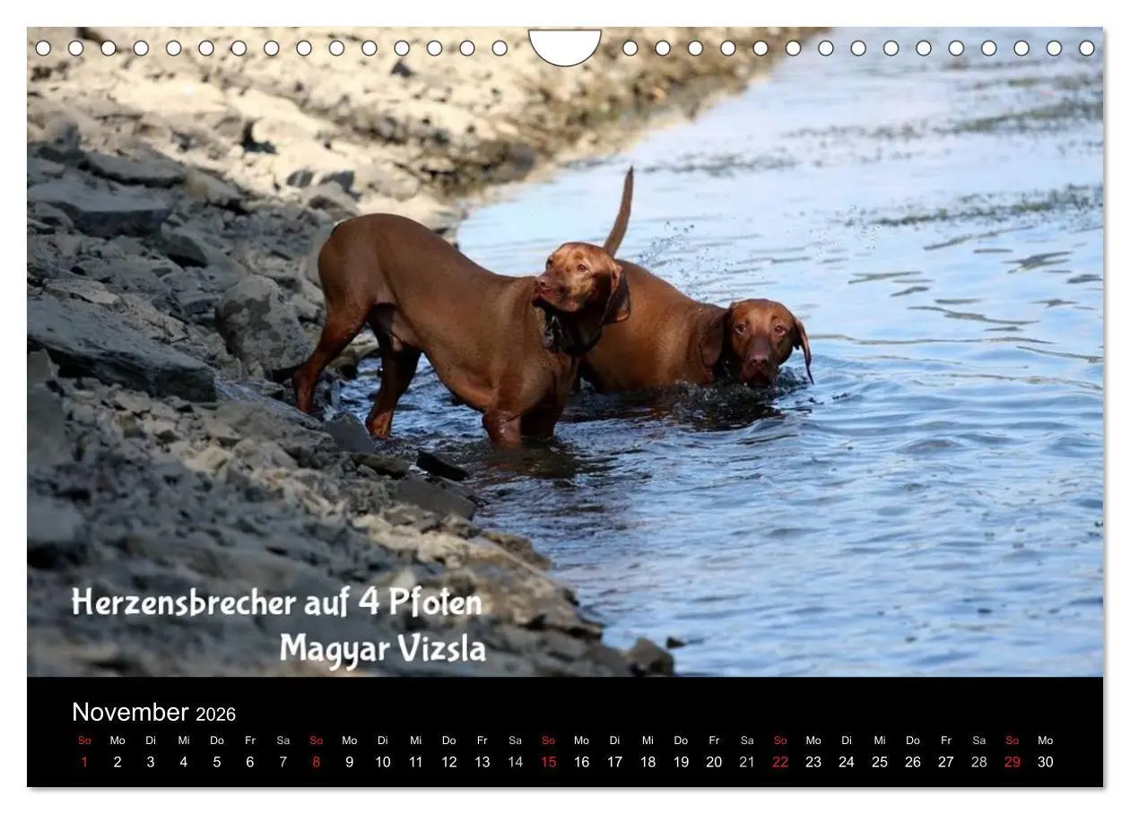 Bild: 9783457987858 | Magyar Vizsla - Zauberhafte Kobolde (Wandkalender 2026 DIN A4...
