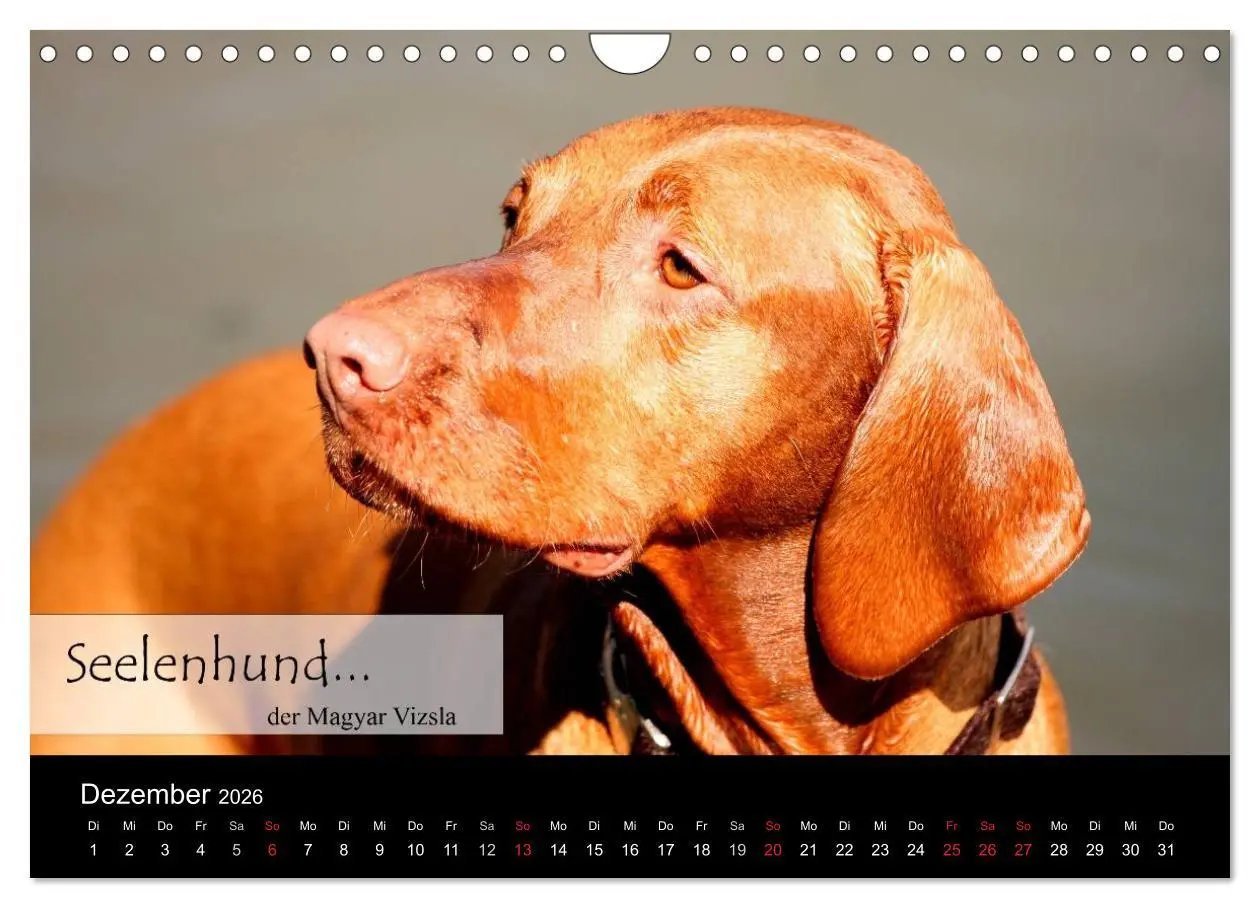 Bild: 9783457987858 | Magyar Vizsla - Zauberhafte Kobolde (Wandkalender 2026 DIN A4...