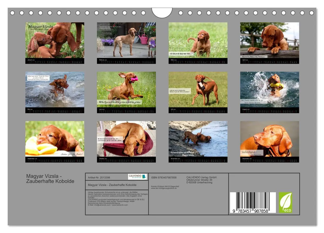 Bild: 9783457987858 | Magyar Vizsla - Zauberhafte Kobolde (Wandkalender 2026 DIN A4...