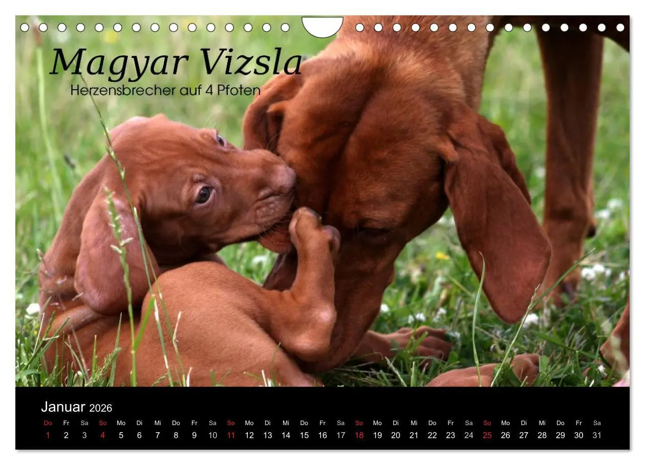 Bild: 9783457987858 | Magyar Vizsla - Zauberhafte Kobolde (Wandkalender 2026 DIN A4...