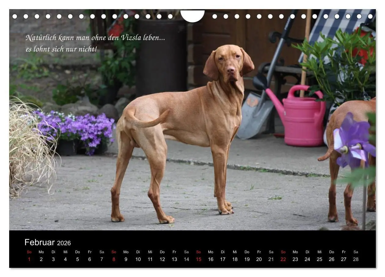Bild: 9783457987858 | Magyar Vizsla - Zauberhafte Kobolde (Wandkalender 2026 DIN A4...