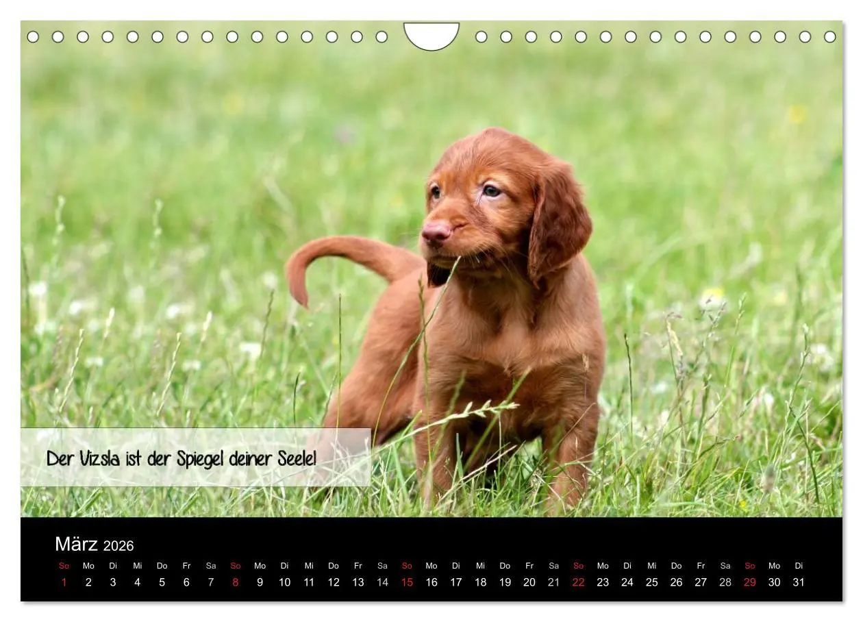 Bild: 9783457987858 | Magyar Vizsla - Zauberhafte Kobolde (Wandkalender 2026 DIN A4...