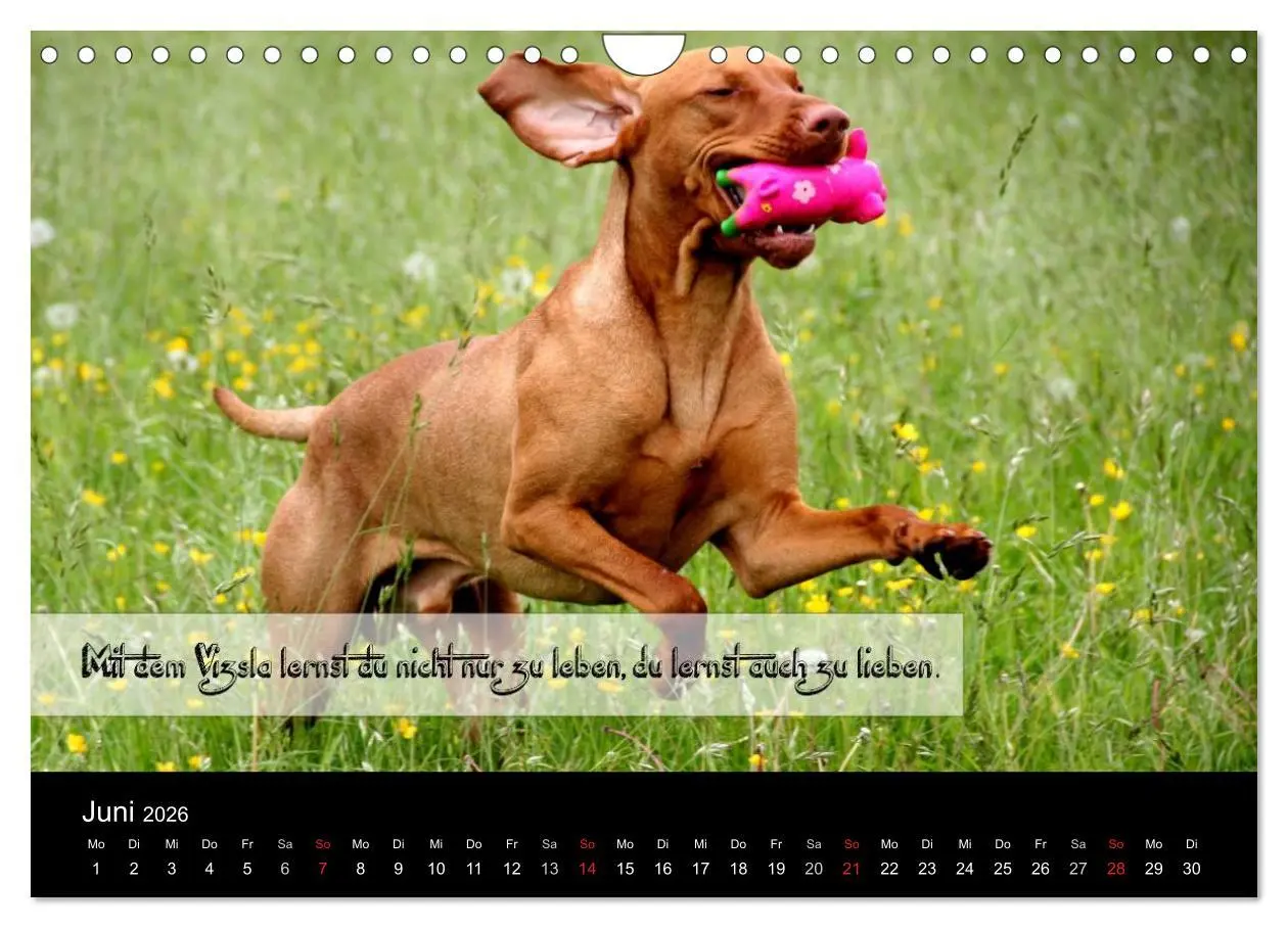 Bild: 9783457987858 | Magyar Vizsla - Zauberhafte Kobolde (Wandkalender 2026 DIN A4...