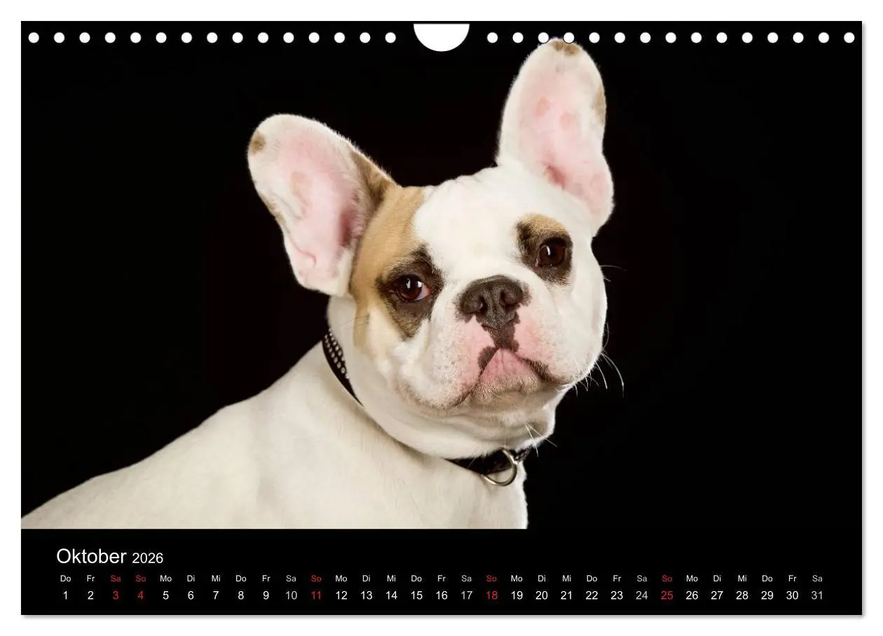 Bild: 9783516147858 | Dogs (Wandkalender 2026 DIN A4 quer), CALVENDO Monatskalender | Noack