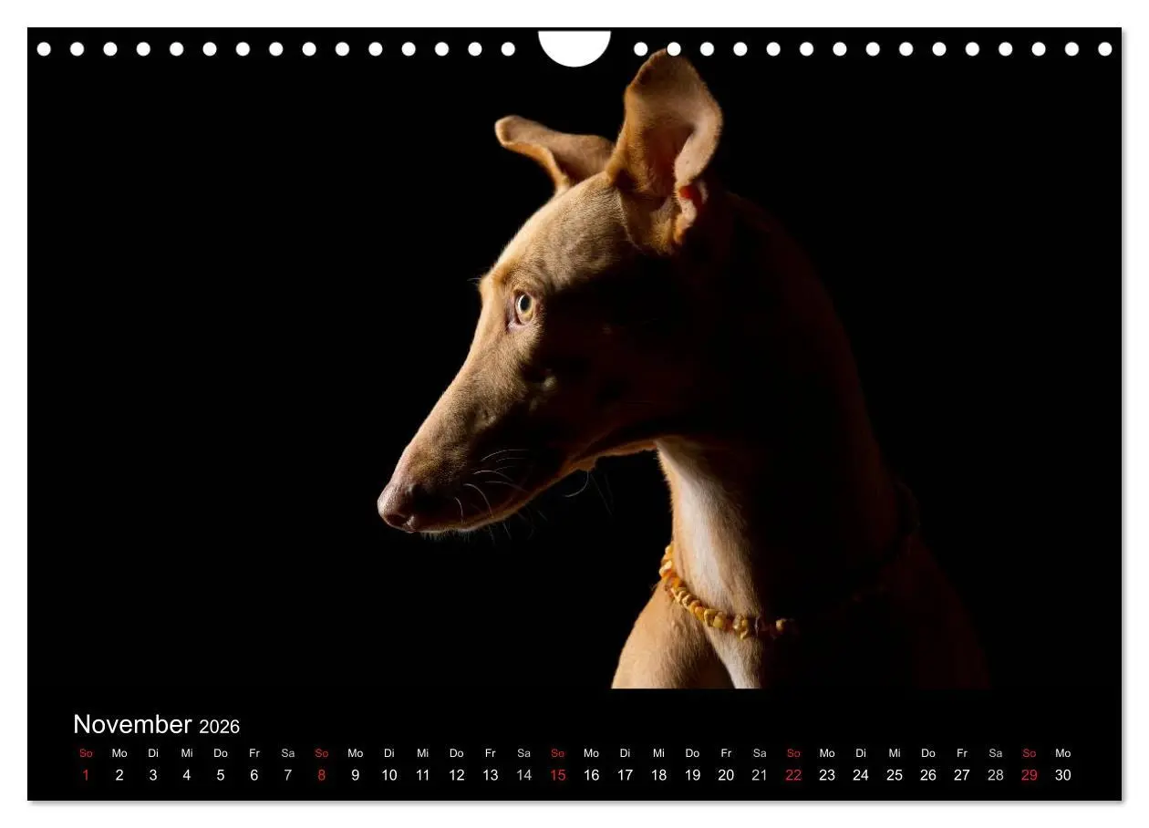 Bild: 9783516147858 | Dogs (Wandkalender 2026 DIN A4 quer), CALVENDO Monatskalender | Noack