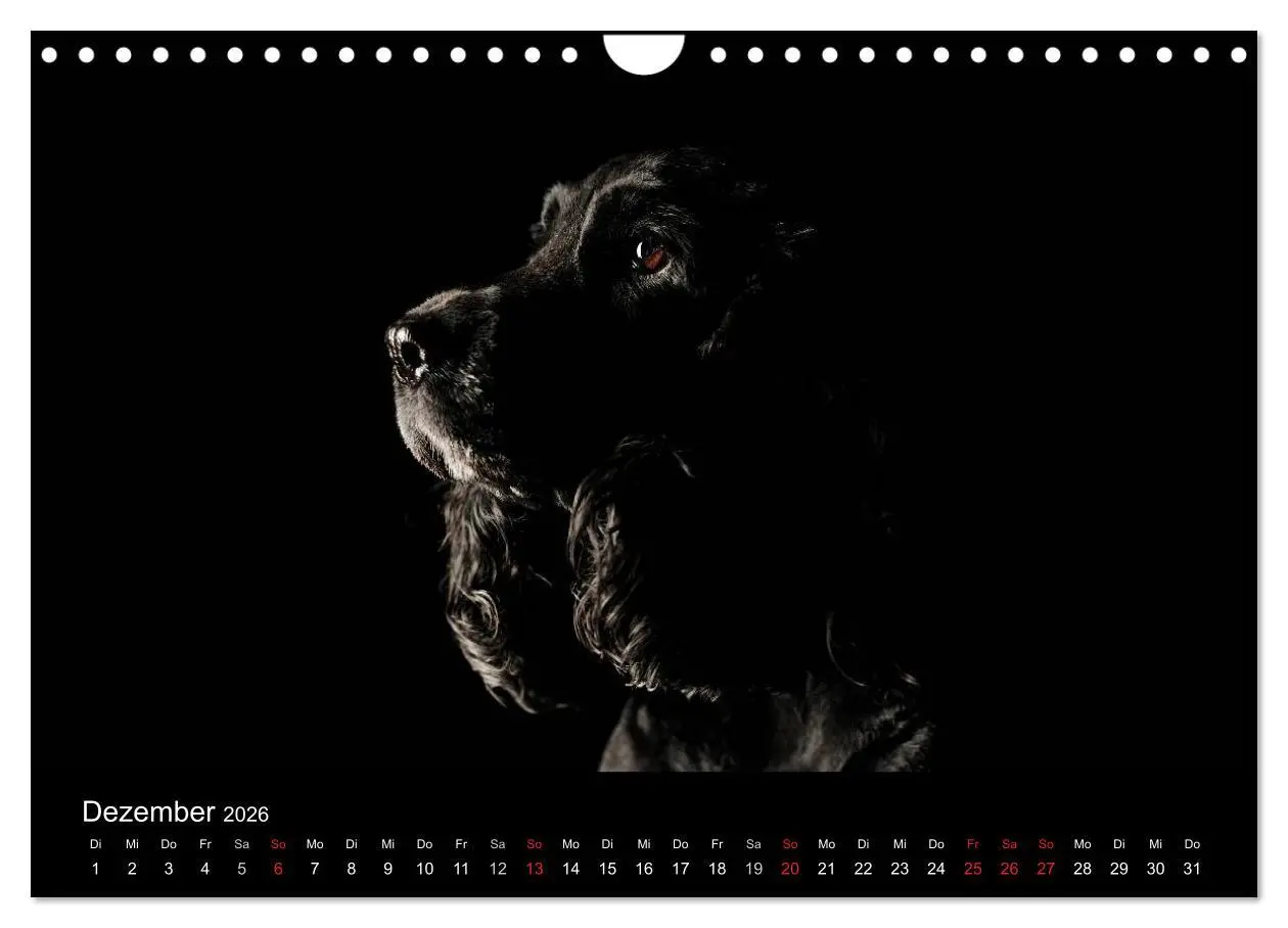 Bild: 9783516147858 | Dogs (Wandkalender 2026 DIN A4 quer), CALVENDO Monatskalender | Noack