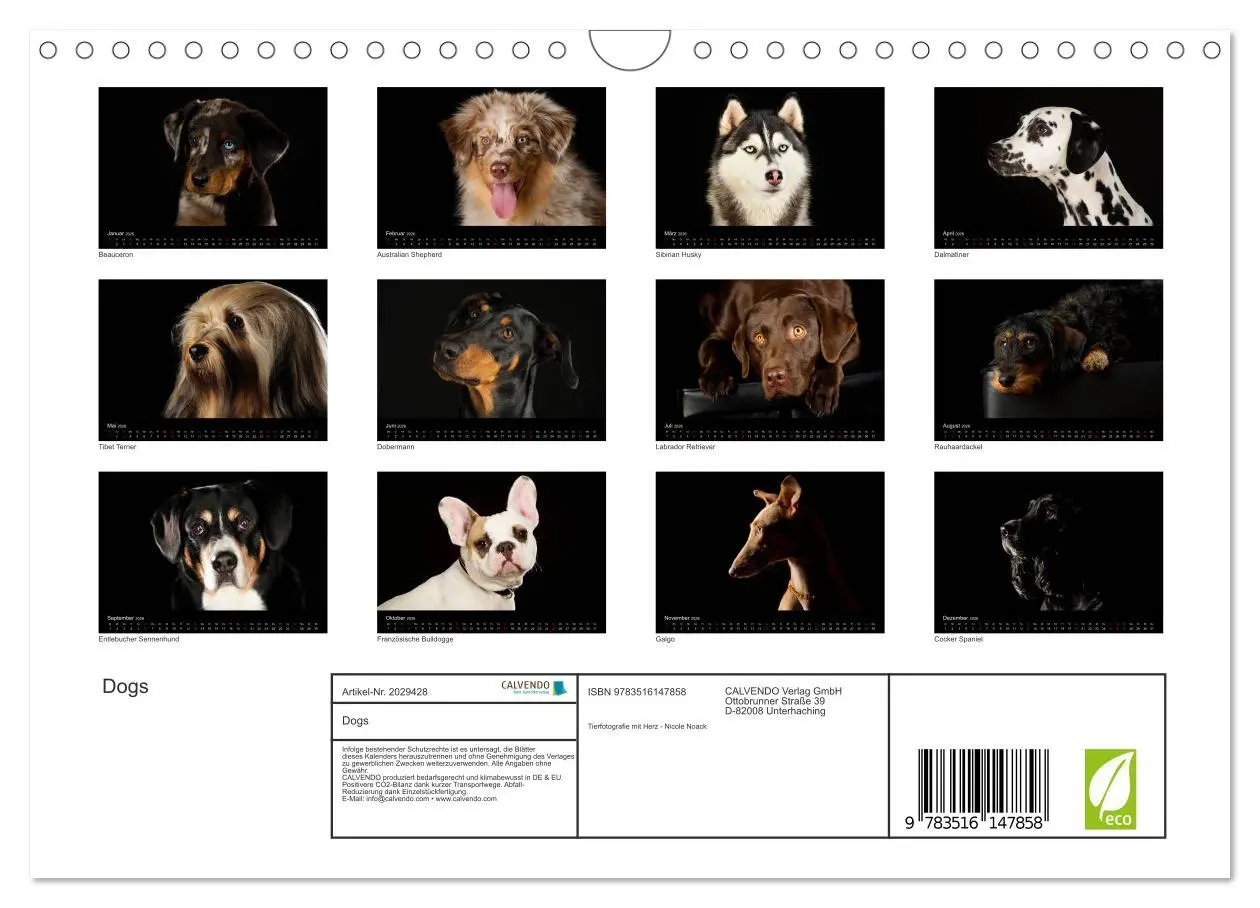 Bild: 9783516147858 | Dogs (Wandkalender 2026 DIN A4 quer), CALVENDO Monatskalender | Noack