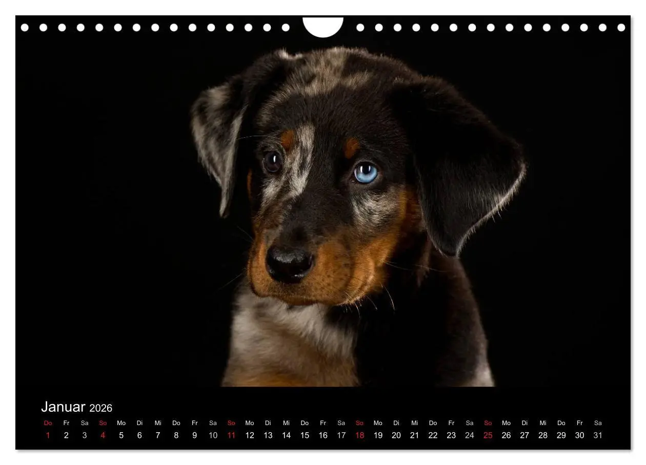 Bild: 9783516147858 | Dogs (Wandkalender 2026 DIN A4 quer), CALVENDO Monatskalender | Noack
