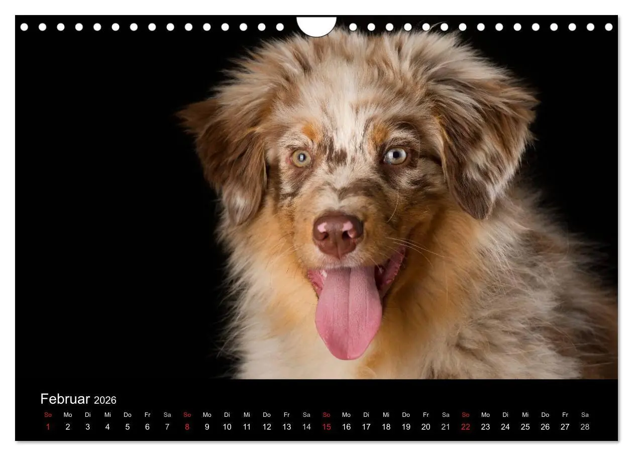 Bild: 9783516147858 | Dogs (Wandkalender 2026 DIN A4 quer), CALVENDO Monatskalender | Noack
