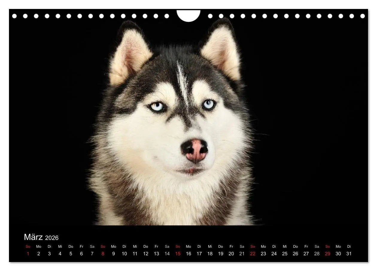 Bild: 9783516147858 | Dogs (Wandkalender 2026 DIN A4 quer), CALVENDO Monatskalender | Noack