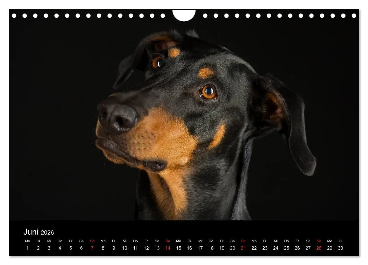Bild: 9783516147858 | Dogs (Wandkalender 2026 DIN A4 quer), CALVENDO Monatskalender | Noack