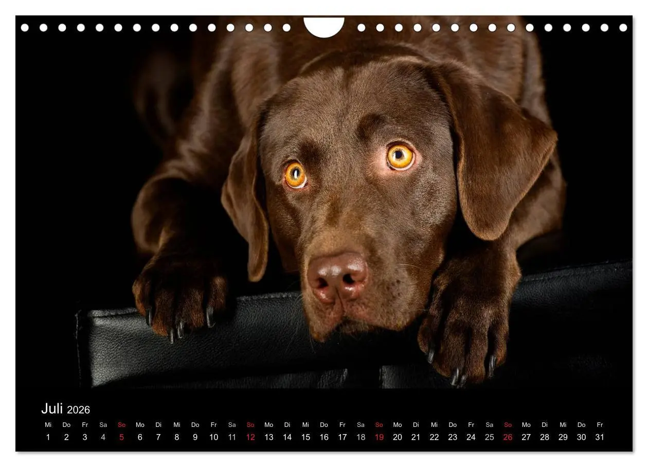 Bild: 9783516147858 | Dogs (Wandkalender 2026 DIN A4 quer), CALVENDO Monatskalender | Noack