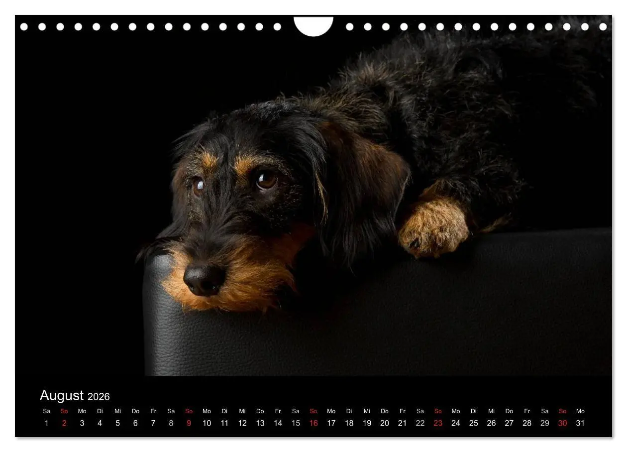 Bild: 9783516147858 | Dogs (Wandkalender 2026 DIN A4 quer), CALVENDO Monatskalender | Noack