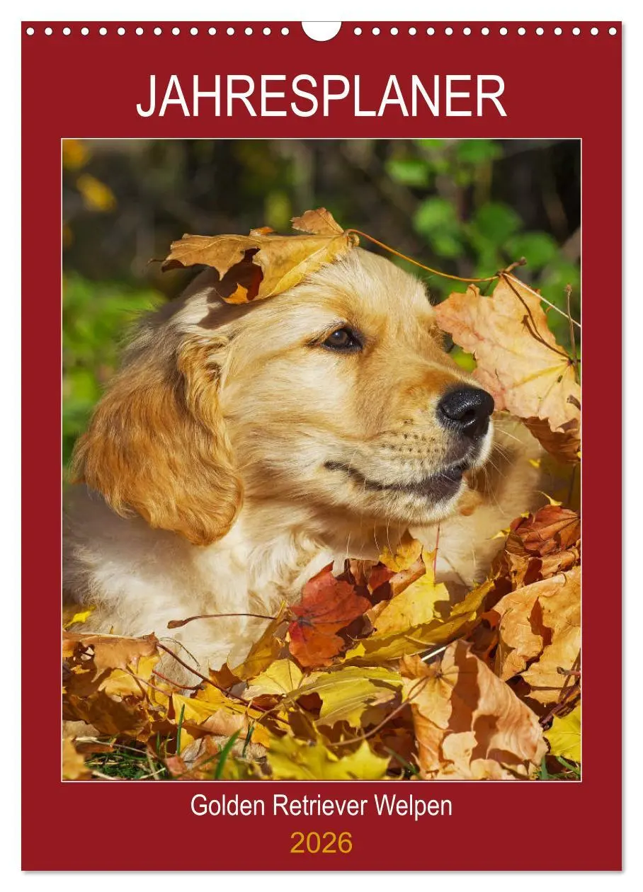 Cover: 9783516387858 | Jahresplaner Golden Retriever Welpen (Wandkalender 2026 DIN A3...