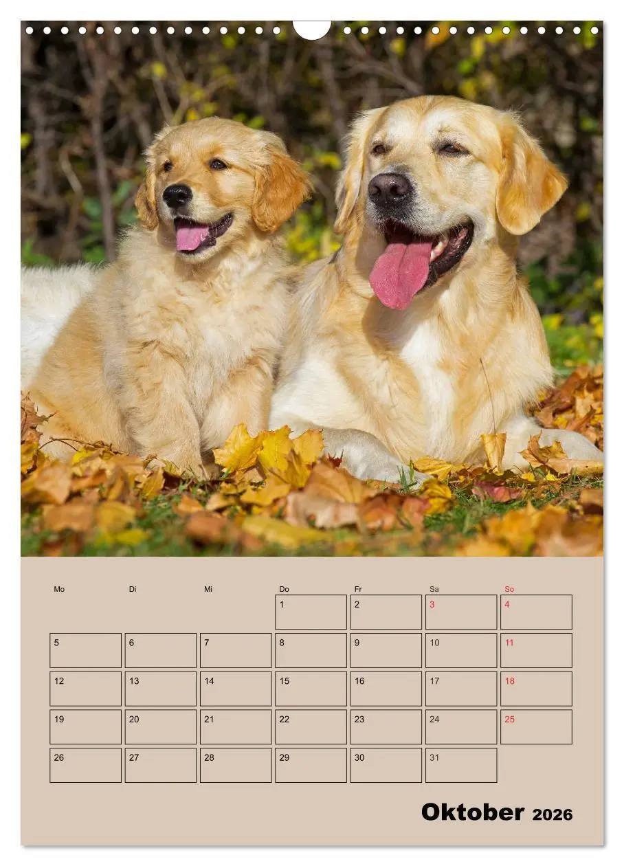 Bild: 9783516387858 | Jahresplaner Golden Retriever Welpen (Wandkalender 2026 DIN A3...