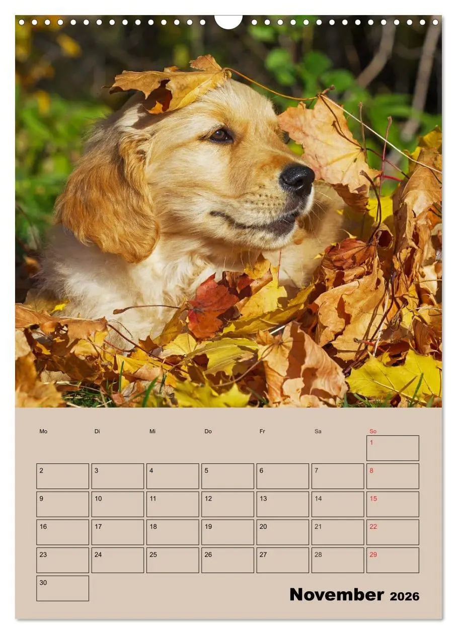 Bild: 9783516387858 | Jahresplaner Golden Retriever Welpen (Wandkalender 2026 DIN A3...