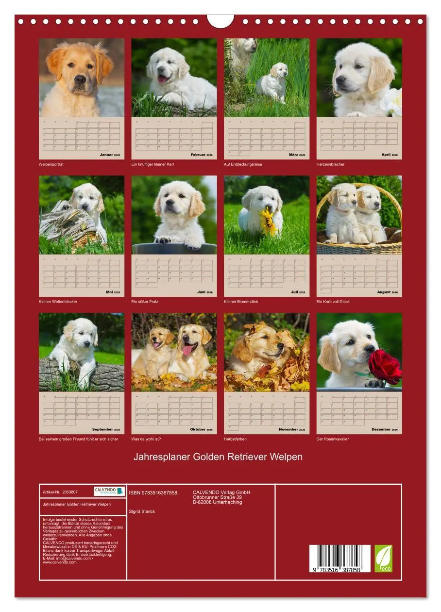 Bild: 9783516387858 | Jahresplaner Golden Retriever Welpen (Wandkalender 2026 DIN A3...