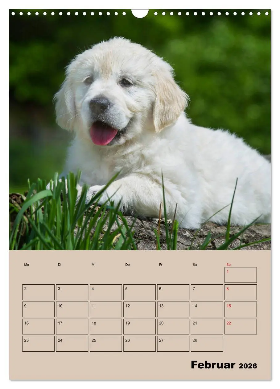 Bild: 9783516387858 | Jahresplaner Golden Retriever Welpen (Wandkalender 2026 DIN A3...