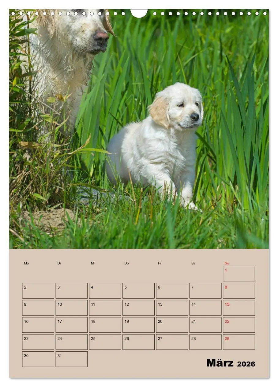 Bild: 9783516387858 | Jahresplaner Golden Retriever Welpen (Wandkalender 2026 DIN A3...