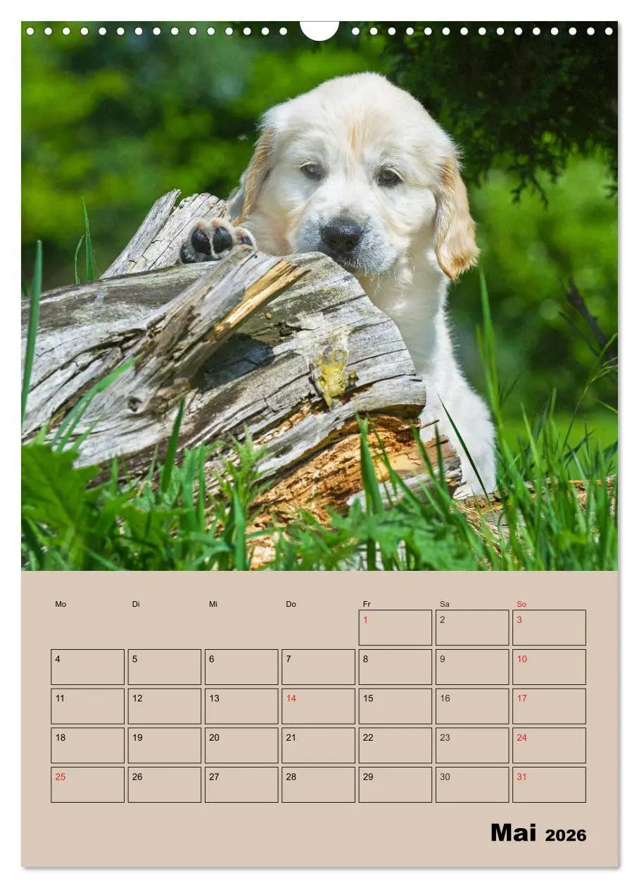 Bild: 9783516387858 | Jahresplaner Golden Retriever Welpen (Wandkalender 2026 DIN A3...