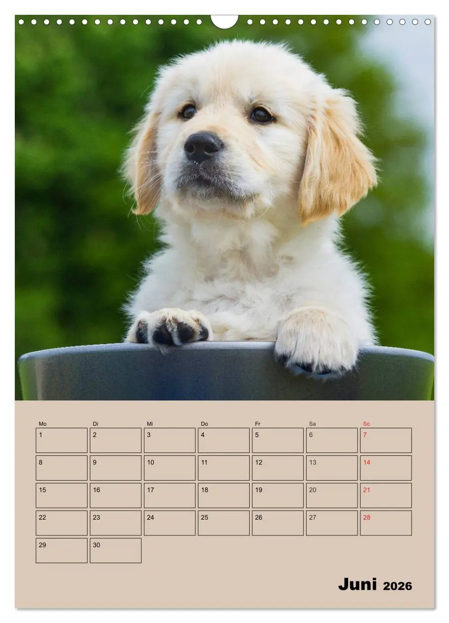 Bild: 9783516387858 | Jahresplaner Golden Retriever Welpen (Wandkalender 2026 DIN A3...