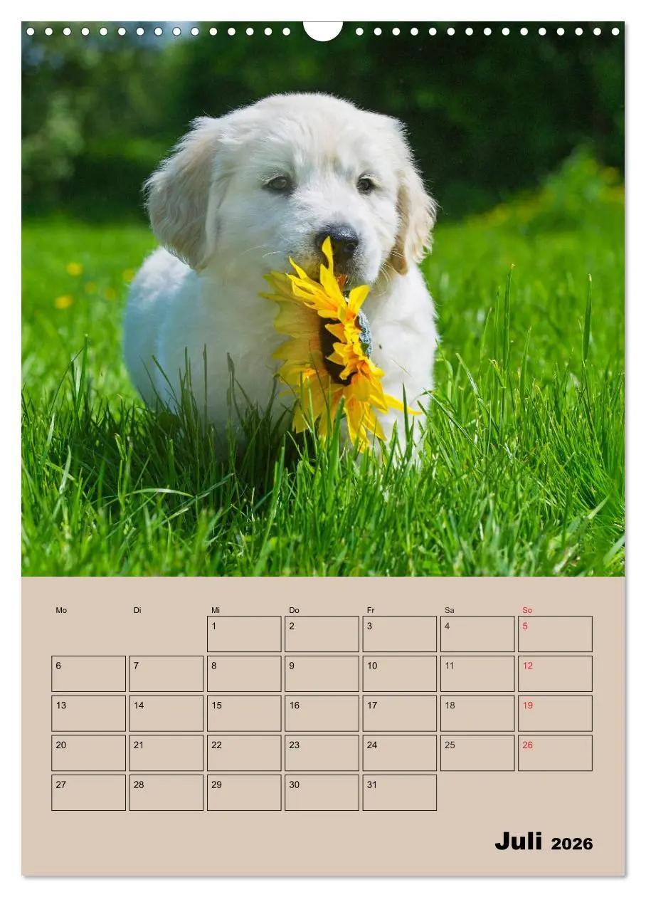Bild: 9783516387858 | Jahresplaner Golden Retriever Welpen (Wandkalender 2026 DIN A3...