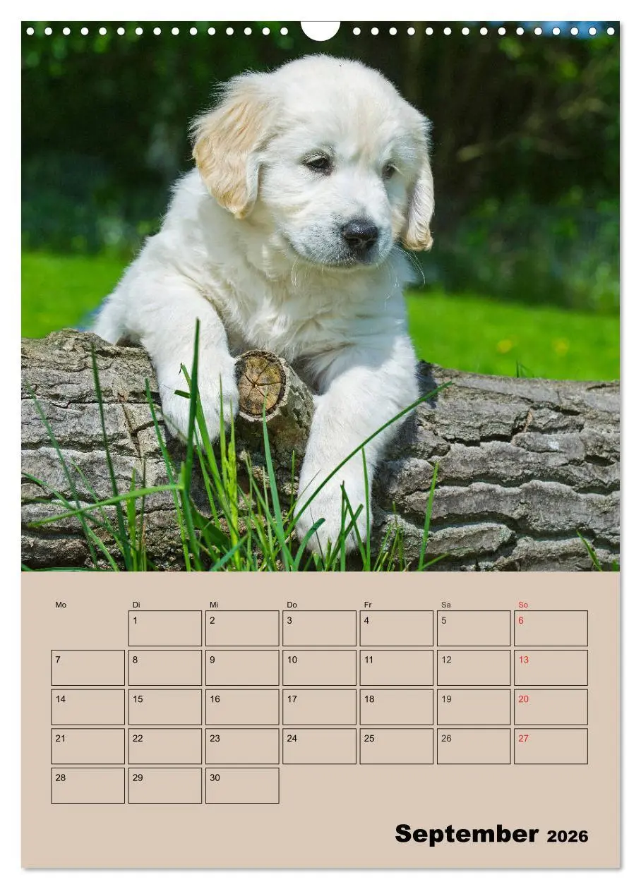 Bild: 9783516387858 | Jahresplaner Golden Retriever Welpen (Wandkalender 2026 DIN A3...
