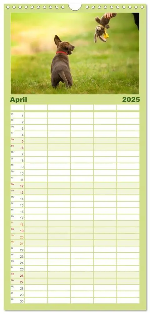 Bild: 9783457117958 | Familienplaner 2025 - Labrador Welpe - Seelenhund mit 5 Spalten...