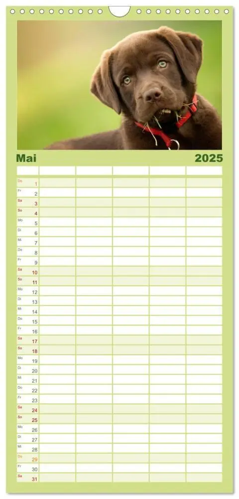 Bild: 9783457117958 | Familienplaner 2025 - Labrador Welpe - Seelenhund mit 5 Spalten...