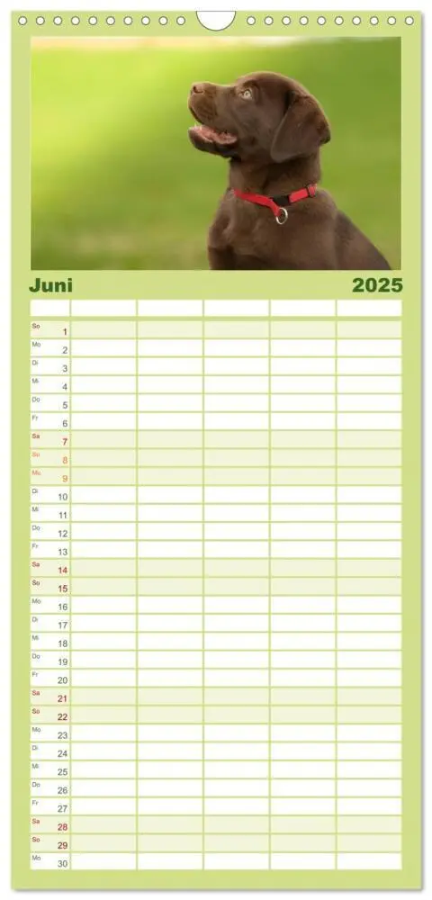 Bild: 9783457117958 | Familienplaner 2025 - Labrador Welpe - Seelenhund mit 5 Spalten...