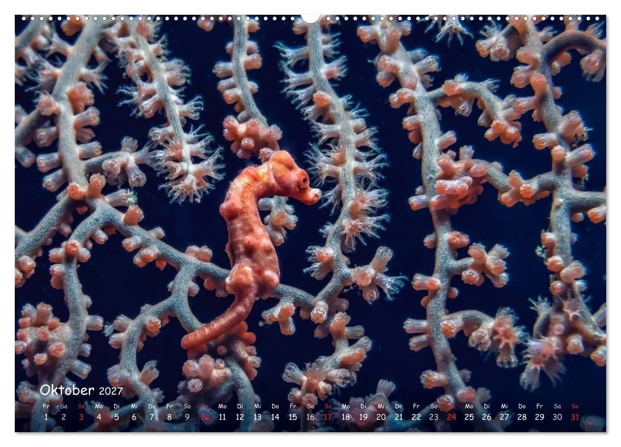 Bild: 9783569917958 | Hippocampus oder einfach nur Seepferdchen (Wandkalender 2027 DIN A2...