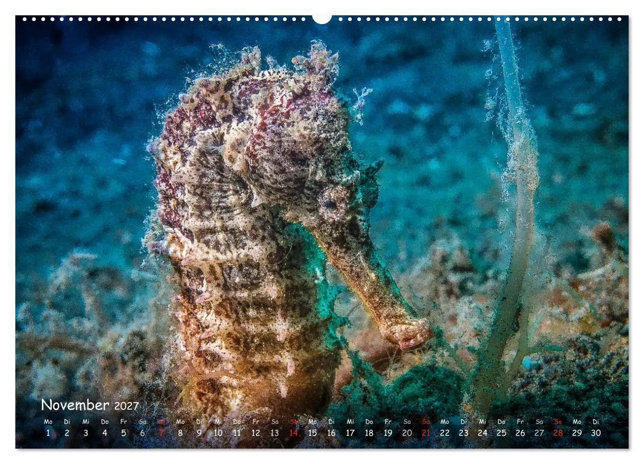Bild: 9783569917958 | Hippocampus oder einfach nur Seepferdchen (Wandkalender 2027 DIN A2...