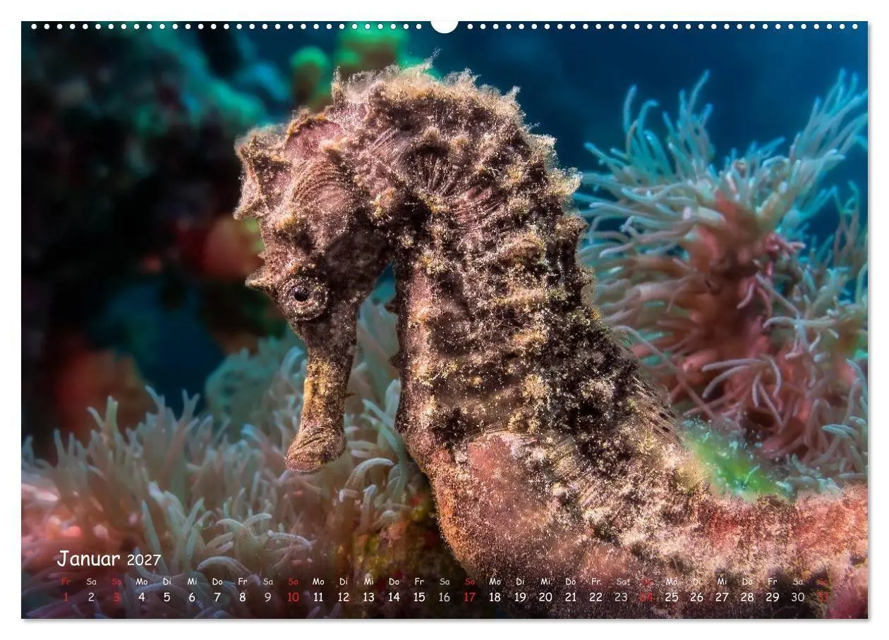 Bild: 9783569917958 | Hippocampus oder einfach nur Seepferdchen (Wandkalender 2027 DIN A2...