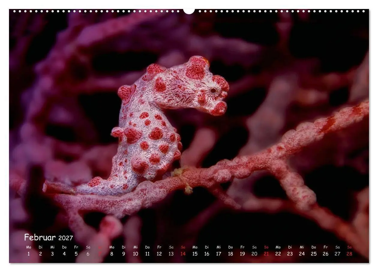Bild: 9783569917958 | Hippocampus oder einfach nur Seepferdchen (Wandkalender 2027 DIN A2...