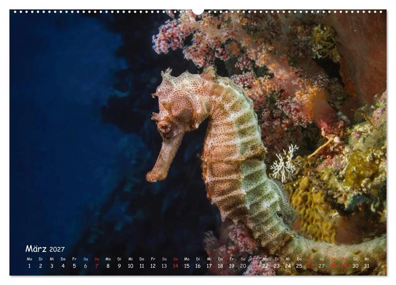 Bild: 9783569917958 | Hippocampus oder einfach nur Seepferdchen (Wandkalender 2027 DIN A2...