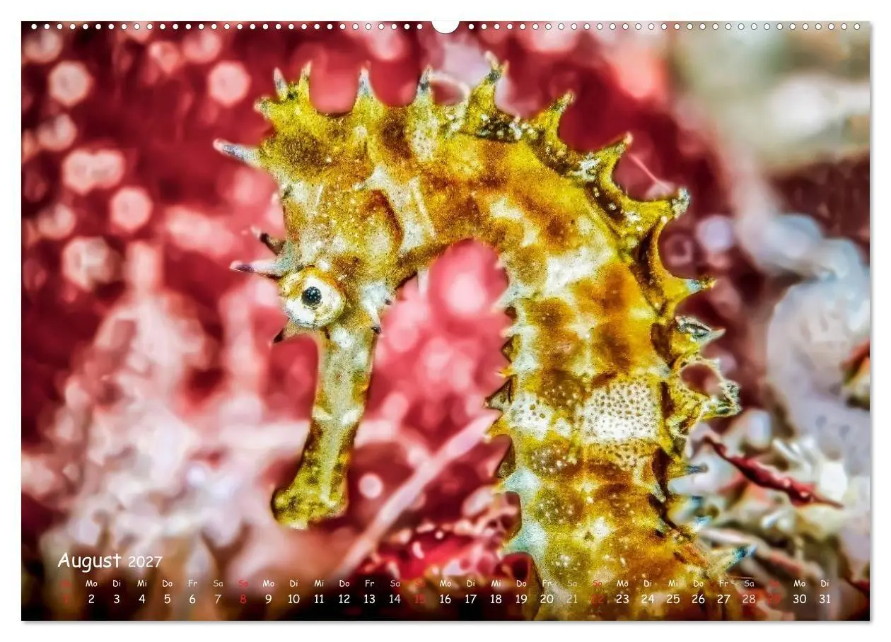 Bild: 9783569917958 | Hippocampus oder einfach nur Seepferdchen (Wandkalender 2027 DIN A2...