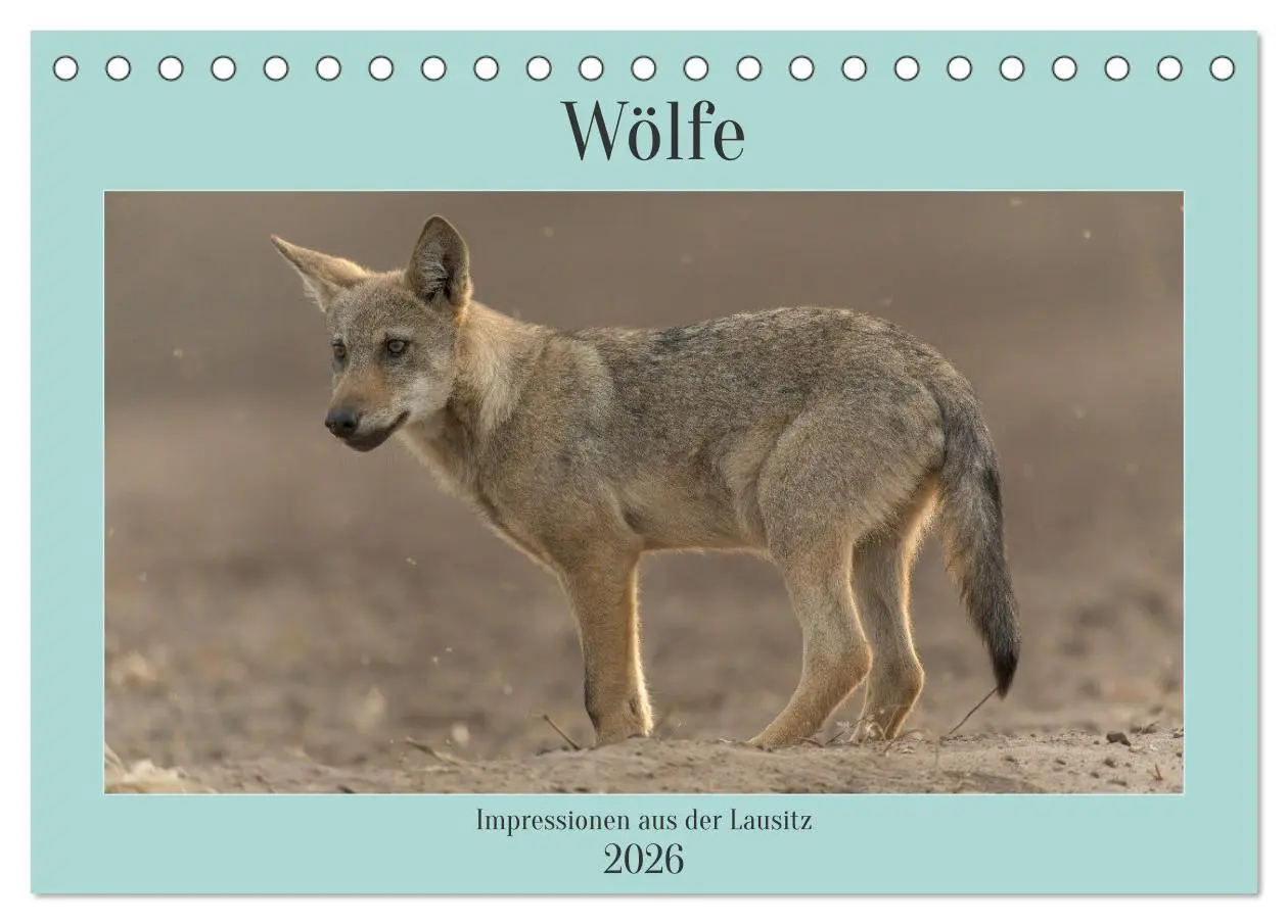 Cover: 9783457488058 | Wölfe, Impressionen aus der Lausitz (Tischkalender 2026 DIN A5...