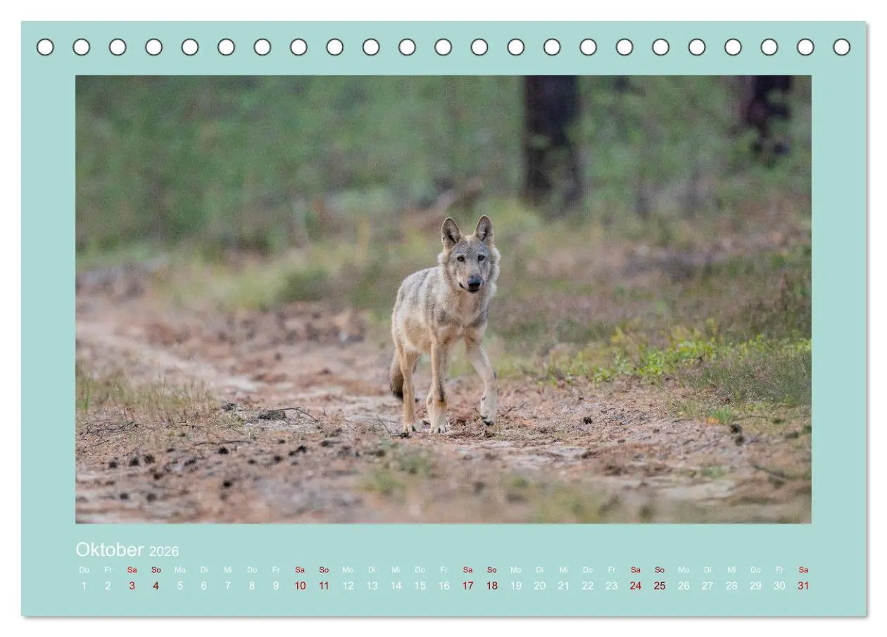 Bild: 9783457488058 | Wölfe, Impressionen aus der Lausitz (Tischkalender 2026 DIN A5...