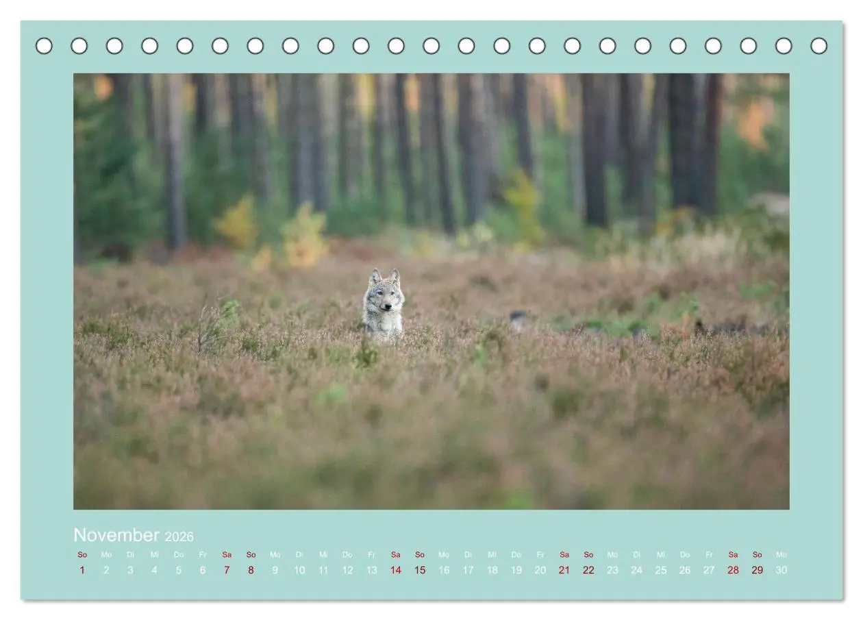 Bild: 9783457488058 | Wölfe, Impressionen aus der Lausitz (Tischkalender 2026 DIN A5...