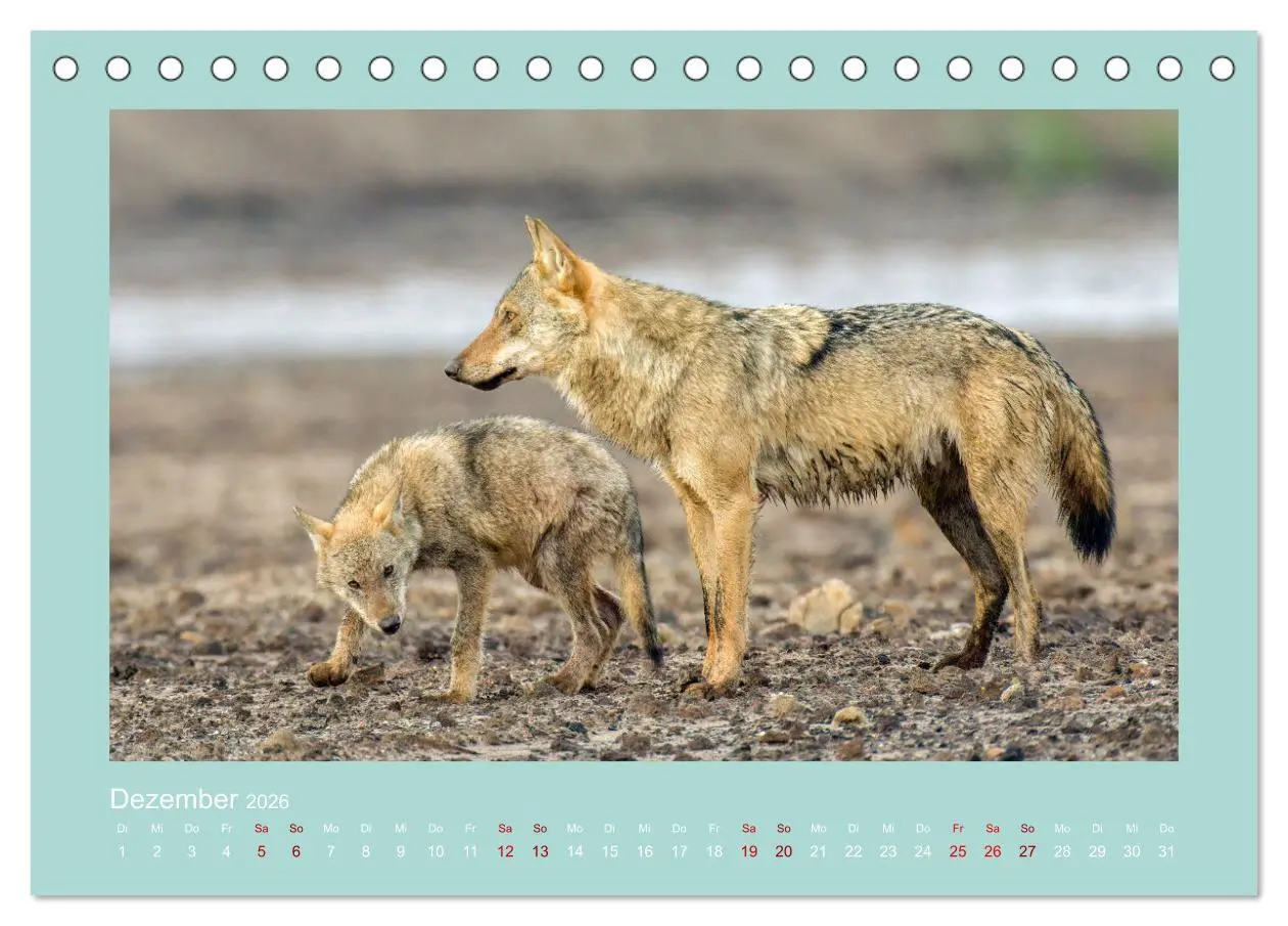 Bild: 9783457488058 | Wölfe, Impressionen aus der Lausitz (Tischkalender 2026 DIN A5...